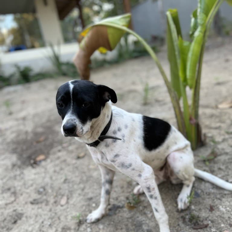Foto de Amora