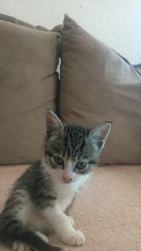 Foto de Coco