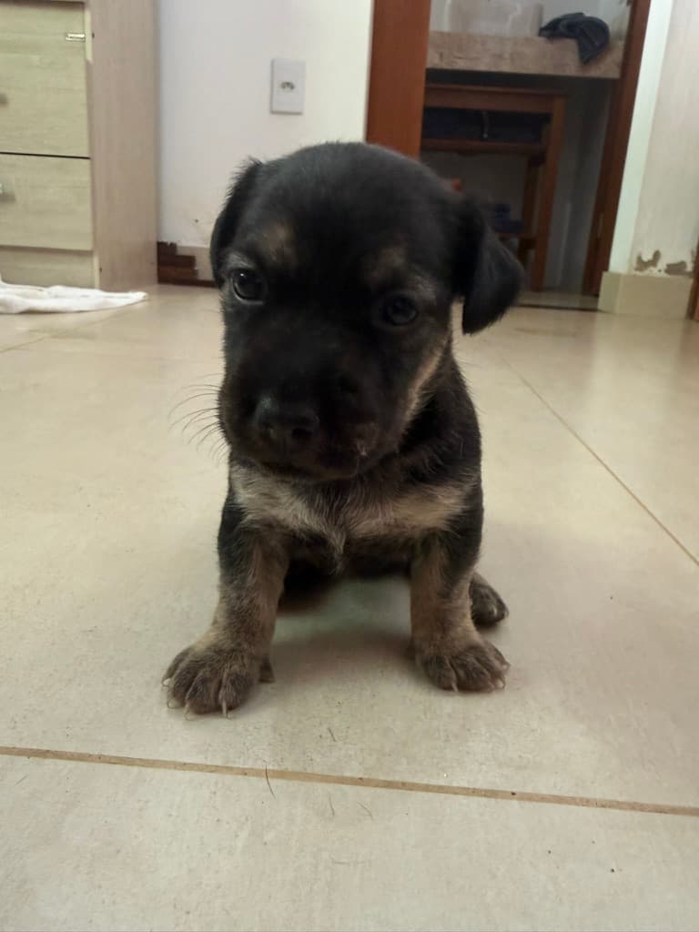 Foto de Pimenta