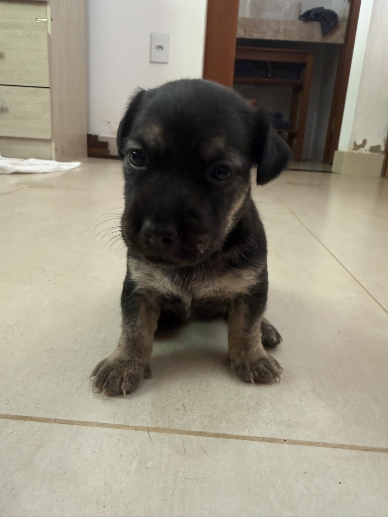 Pimenta